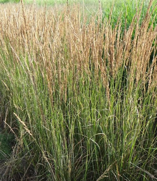 Calamagrostis acutiflora 'Overdam'